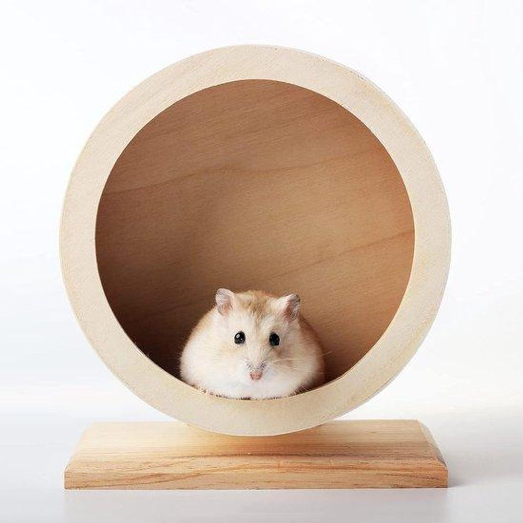 Hamsterrad mit Dämpfung - Trainingsgerät für kleine Nagetiere, geeignet für Syrian Hamster, Mäuse, Ratten und weitere kleine Haustiere (S Φ/1...