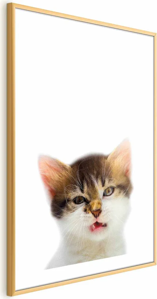 Poster Gatto Infastidito 40x60 Cornice Dorata con Margine - Made in Italy