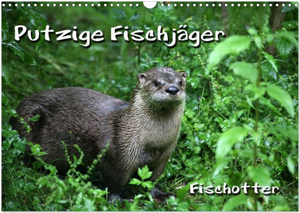 Putzige Fischjäger (Wandkalender 2026 DIN A3 quer), CALVENDO Monatskalender