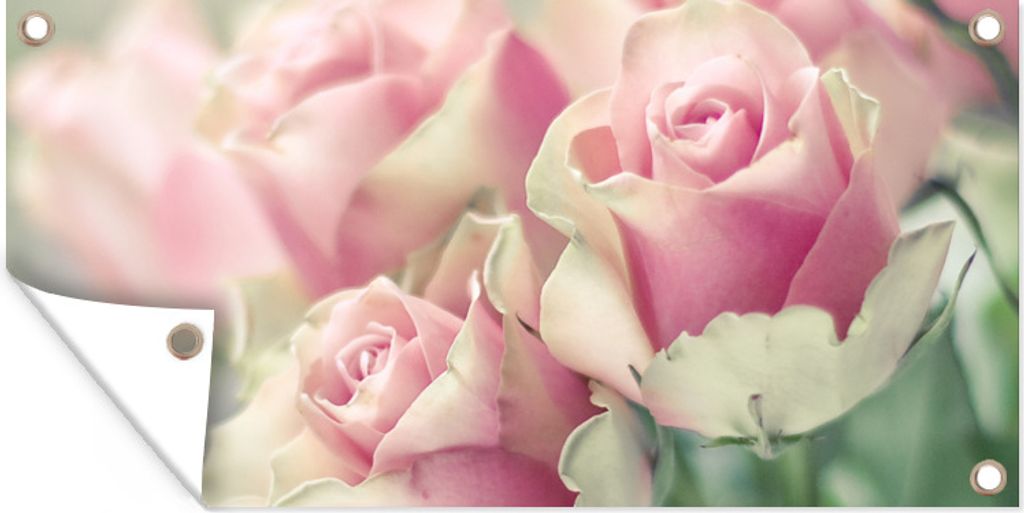MuchoWow 80x40 cm Outdoor-Poster Gartendeko Sichtschutz Garten Poster für den Garten Rosa Rosen leuchten im hellen Sonnenlicht