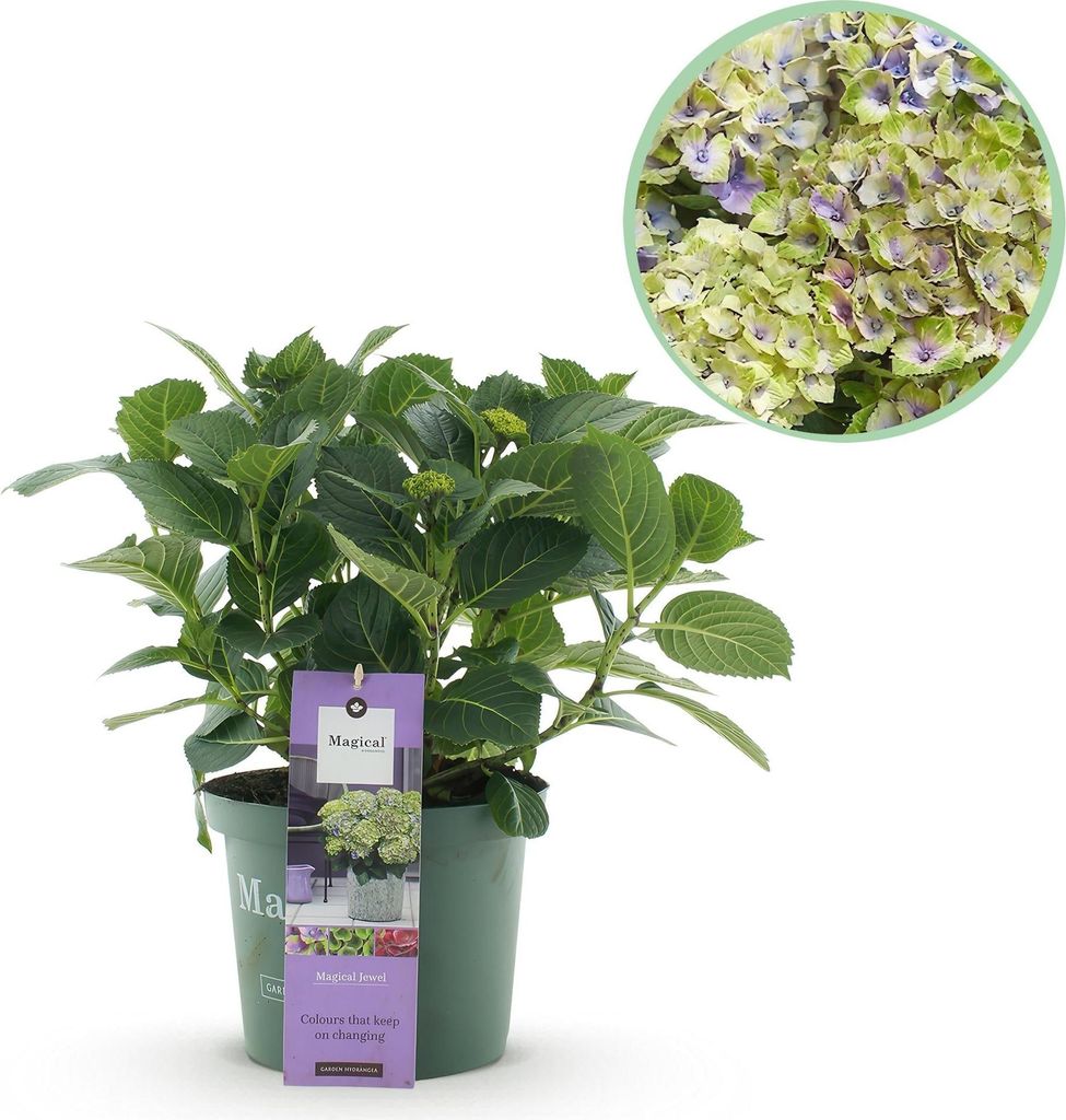 Hortensie Magical Jewel Blue – Hydrangea macrophylla – Blau – Balkonpflanze – Im 23 cm Topf – Ca. 55 cm hoch – 6–10 Blüten – Für ...