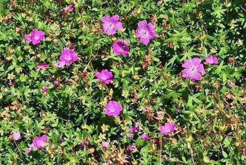 6 x Geranium sang. 'Max Frei' - Storchschnabel - Topf 9 x 9 cm