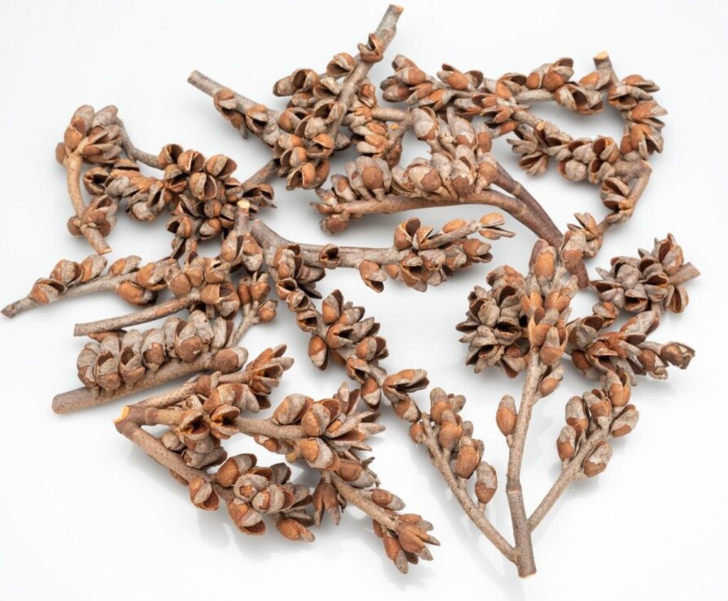 Hakea-Laurina-Zweige, Größe 3-10cm, Packung mit ca. 0,5kg | Australische Dekozweige