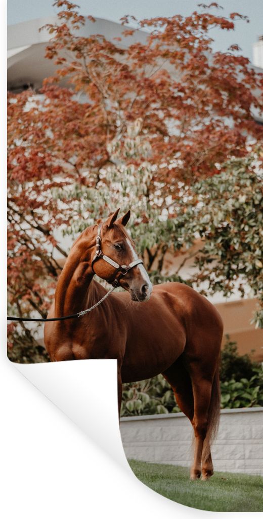 MuchoWow Wandtattoo Wandsticker Wandaufkleber Pferd - Baum - Halfter 40x80 cm Selbstklebend und Repositionierbar - Repositionierbar - Wasser abwe...