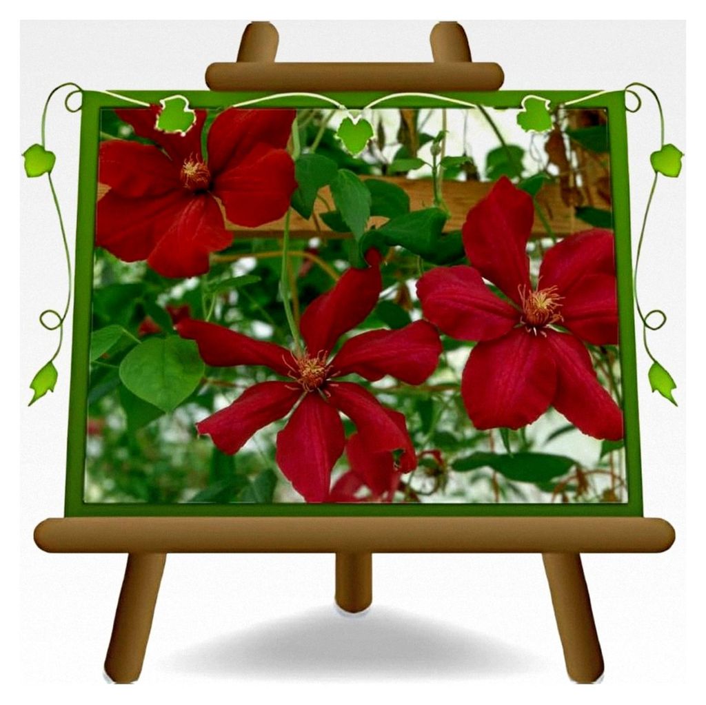 Clematis mit großen roten Blüten, Kletterpflanze, Höhe 70 cm, Topf 17 cm
