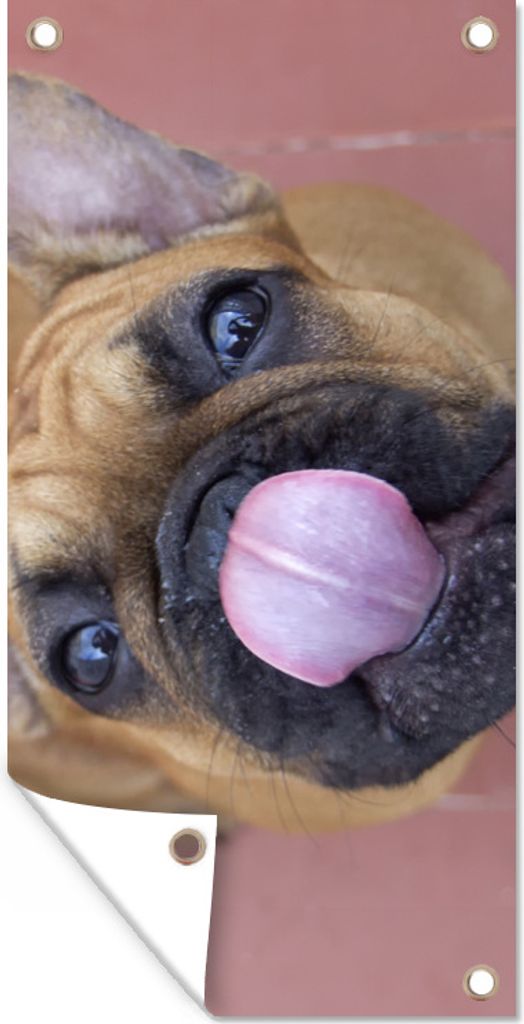 MuchoWow 80x160 cm Outdoor-Poster Gartendeko Sichtschutz Garten Poster für den Garten Ein Welpe einer Französischen Bulldogge