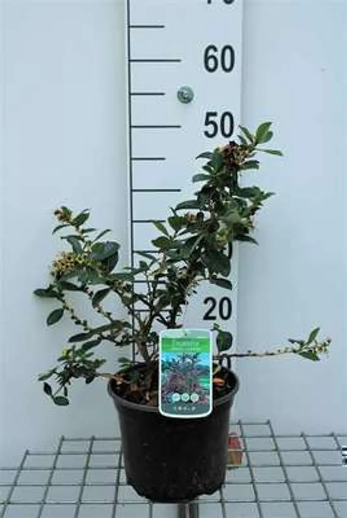 Escallonia rubra Macrantha 40/50cm idéal pour brise-vue et bord de mer