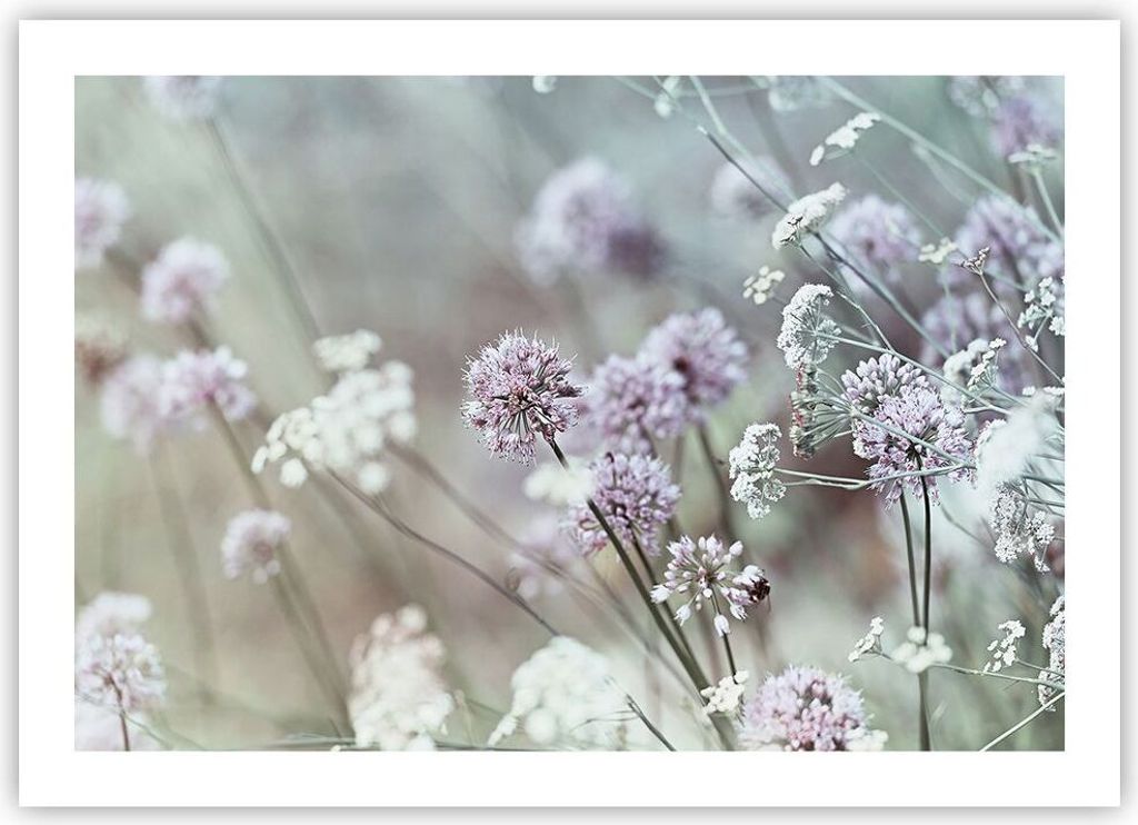 Poster - Poster ohne Rahmen - Wiese Knoblauch Blume - 70x50 Produktbild 