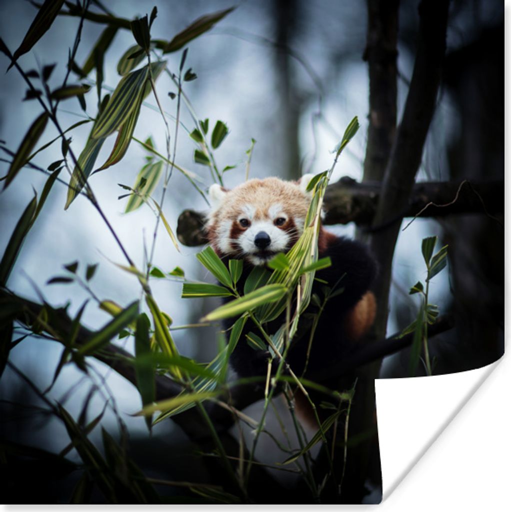 MuchoWow Poster Panda - Pflanzen - Zweige 100x100 cm - Babyzimmer