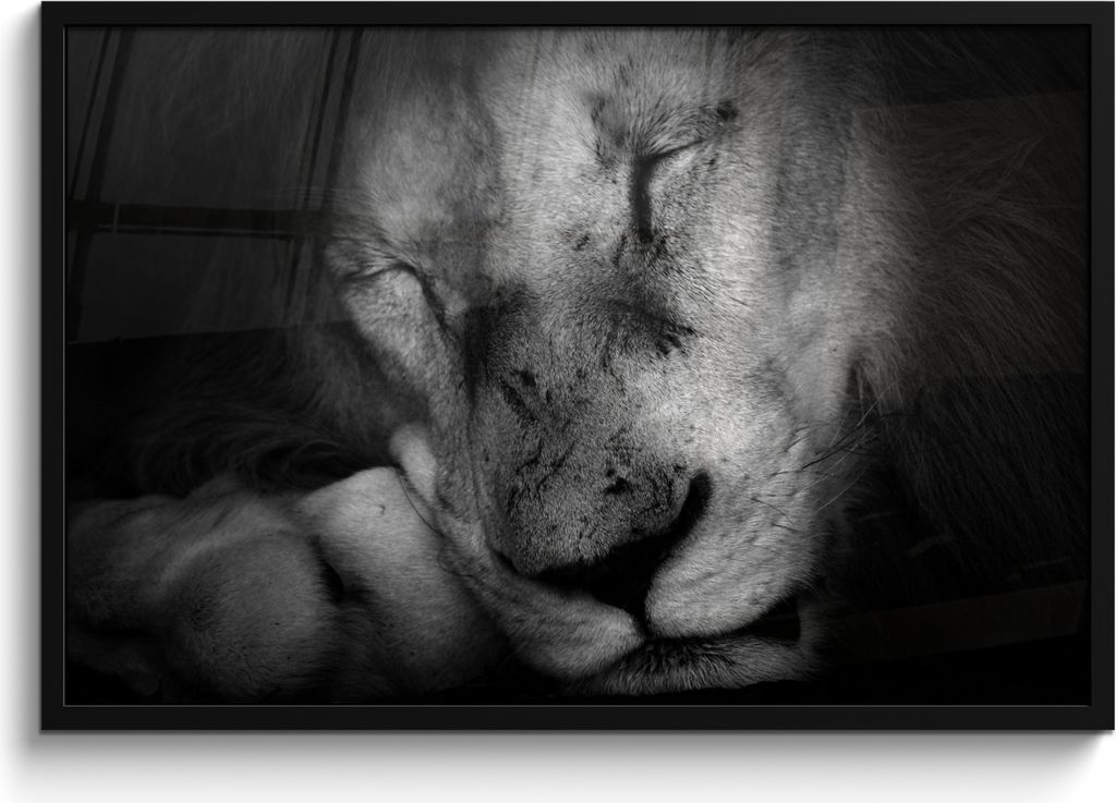 MuchoWow MuchoWow Gerahmtes Poster Tierprofil schlafender Löwe in schwarz und weiß 90x60 cm - Poster mit zchwarzem Bilderrahmen - Fotorahmen ...