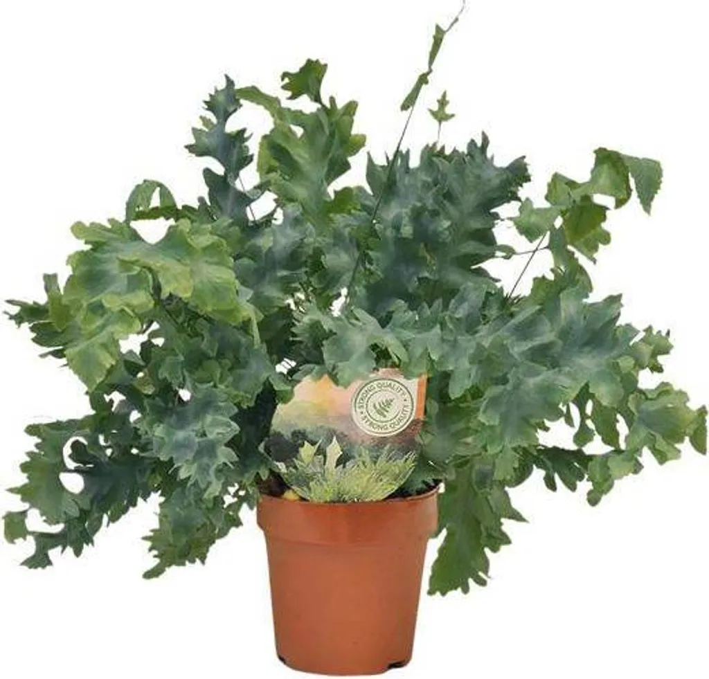 Fougère Phlebodium davana resistente | Plante verte sans entretien