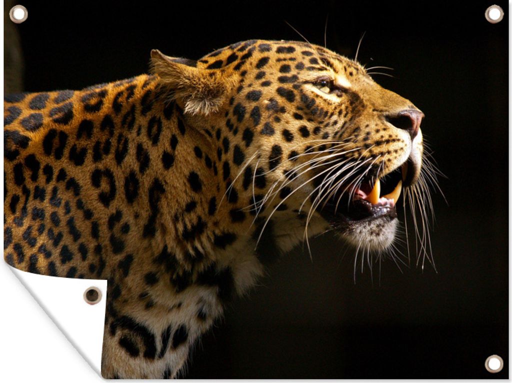 MuchoWow 40x30 cm Outdoor-Poster Gartendeko Sichtschutz Garten Poster für den Garten Seitenansicht eines Leoparden, gerendert auf schwarzem Hin...