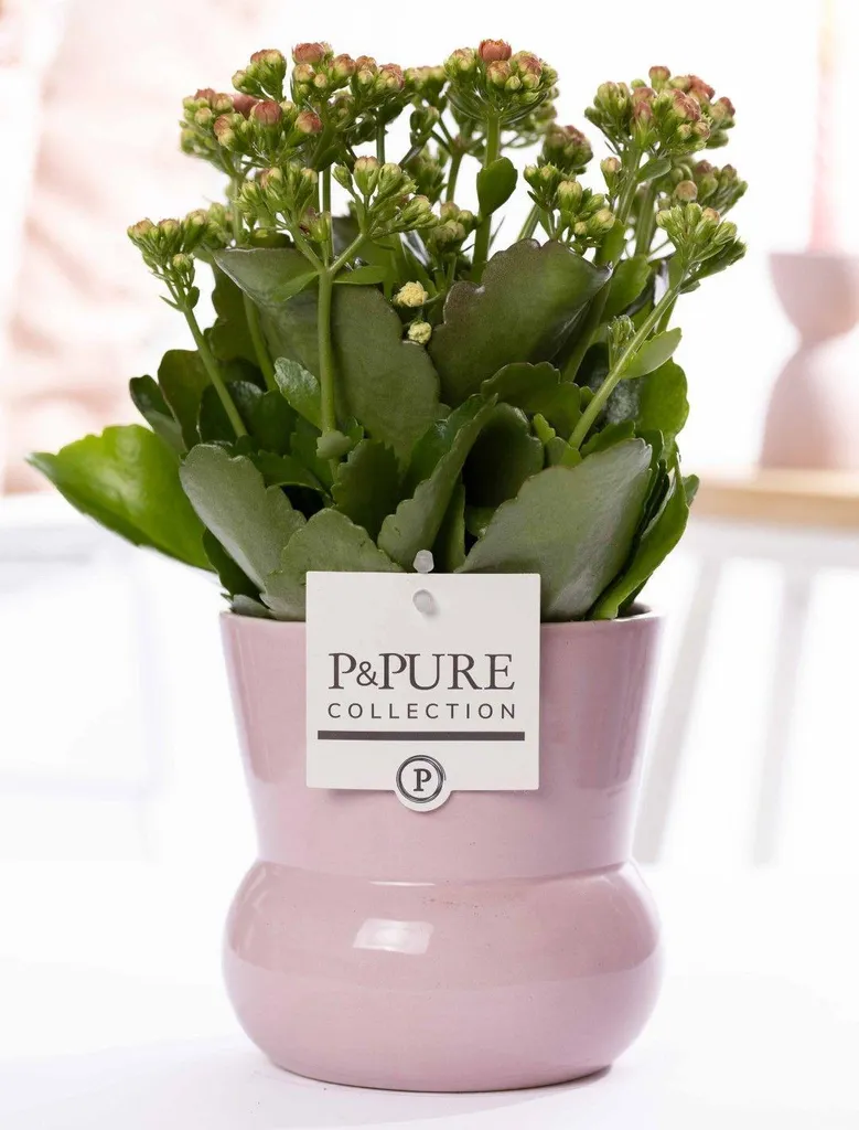 Idée cadeau plante : Kalanchoé Rose en vase céramique pour décoration intérieure
