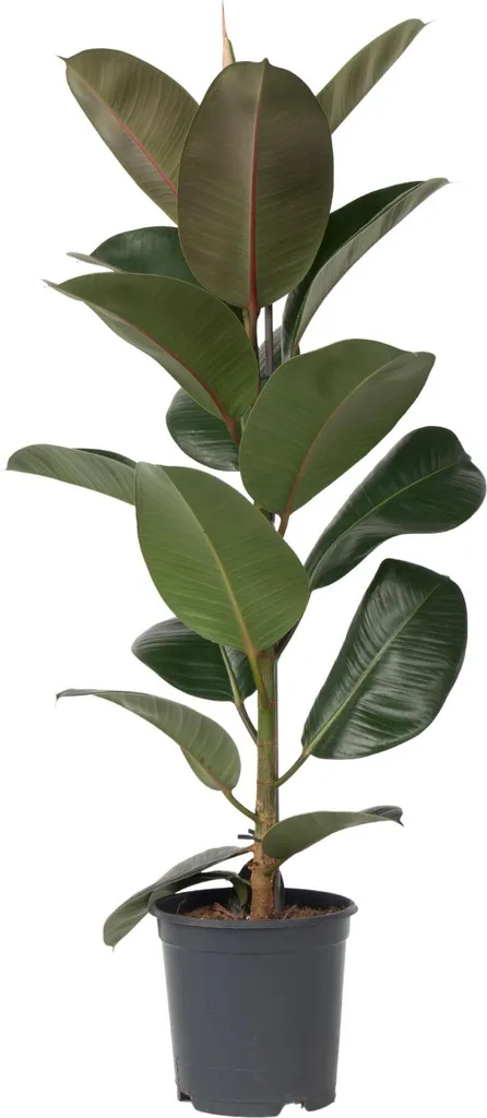 Plante caoutchouc Ficus Elastica Robusta facile et sans entretien