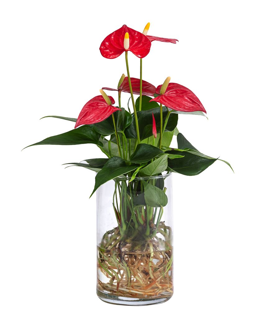 Dehner Waterplant Flamingoblume, Anthurium Red Champion, Produktbild 