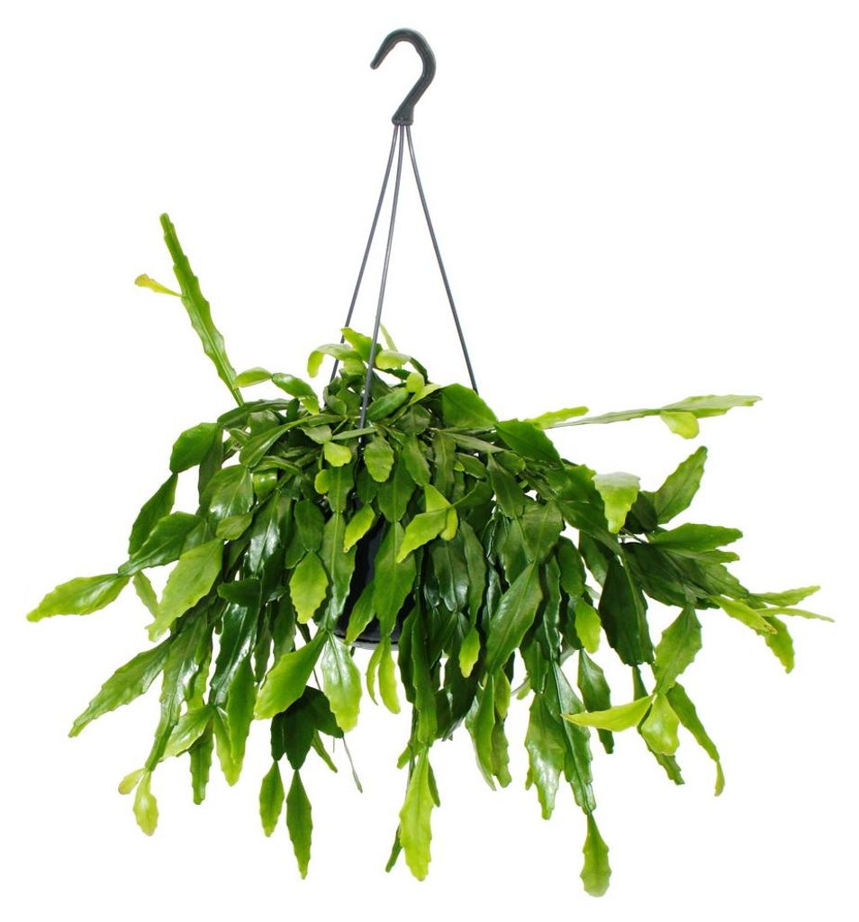 Urban Jungle Elegance – Moderní kaktusová jantarová Obrázek produktu 