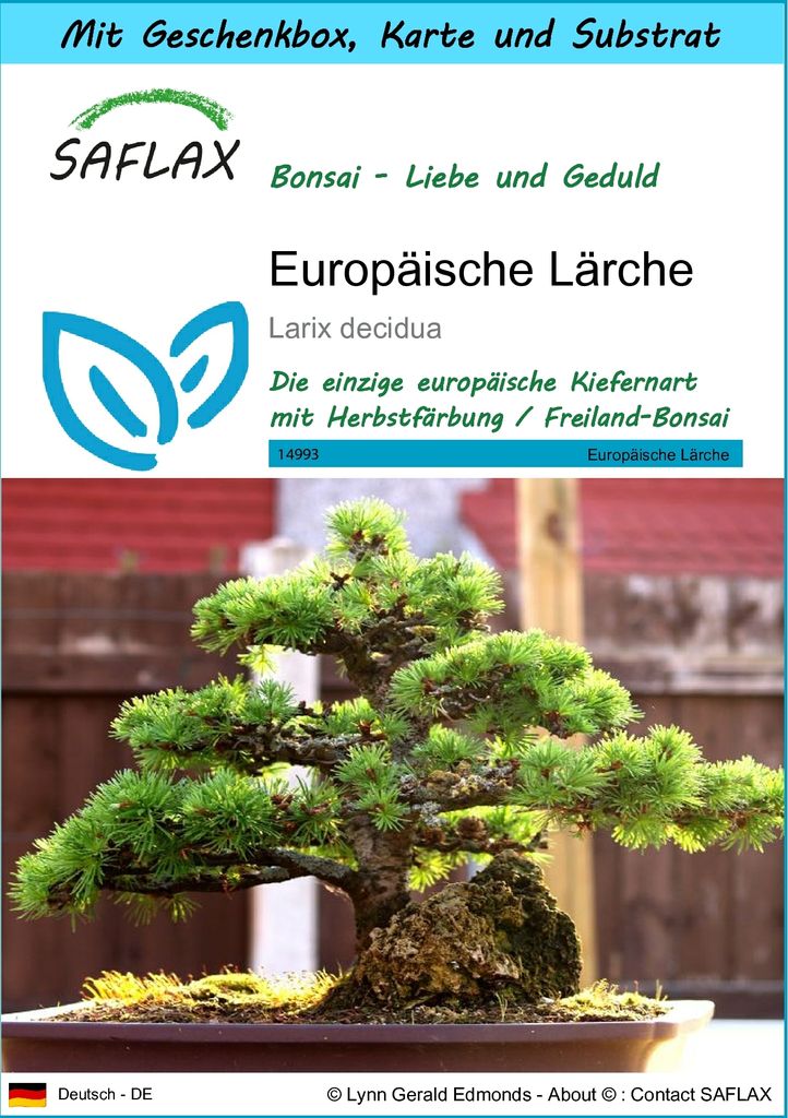 SAFLAX - Geschenk Set - Bonsai - Europäische Lärche - 75 Samen - Mit Geschenk- / Versandbox, Versandaufkleber, Geschenkkarte und Anzuchtsubstrat ...