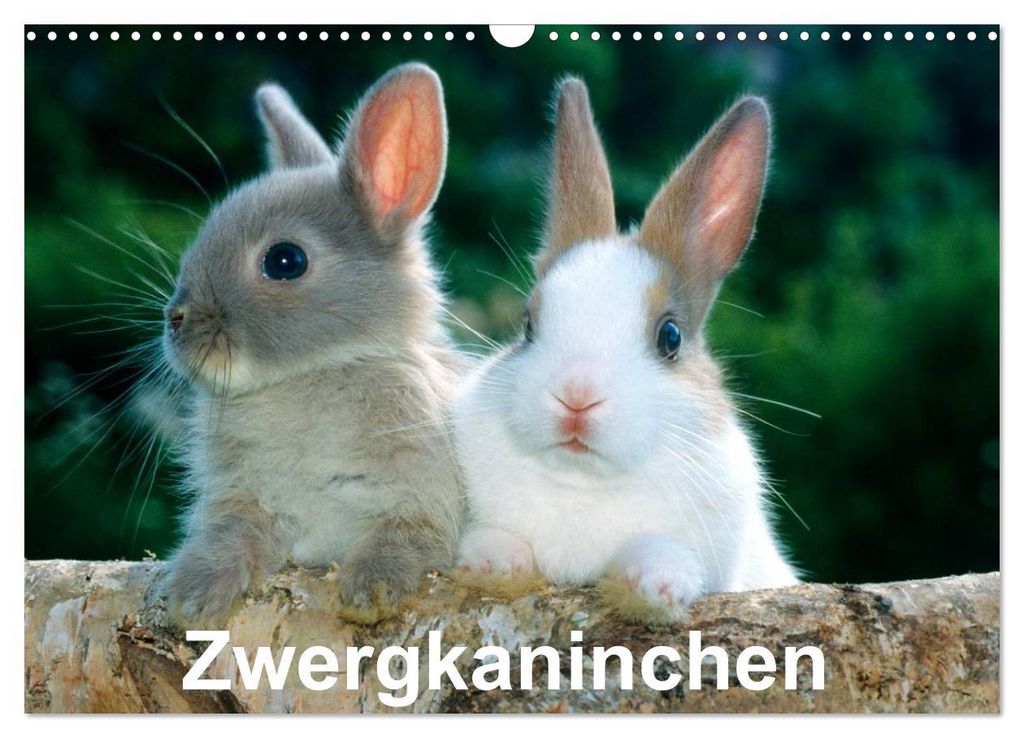 Zwergkaninchen (Wandkalender 2027 DIN A3 quer), CALVENDO Monatskalender