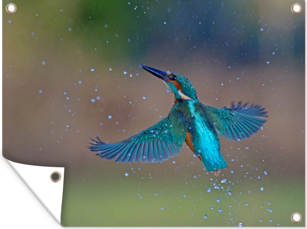 MuchoWow 80x60 cm Outdoor-Poster Gartendeko Sichtschutz Garten Poster für den Garten Eisvogel - Fliegen - Blau