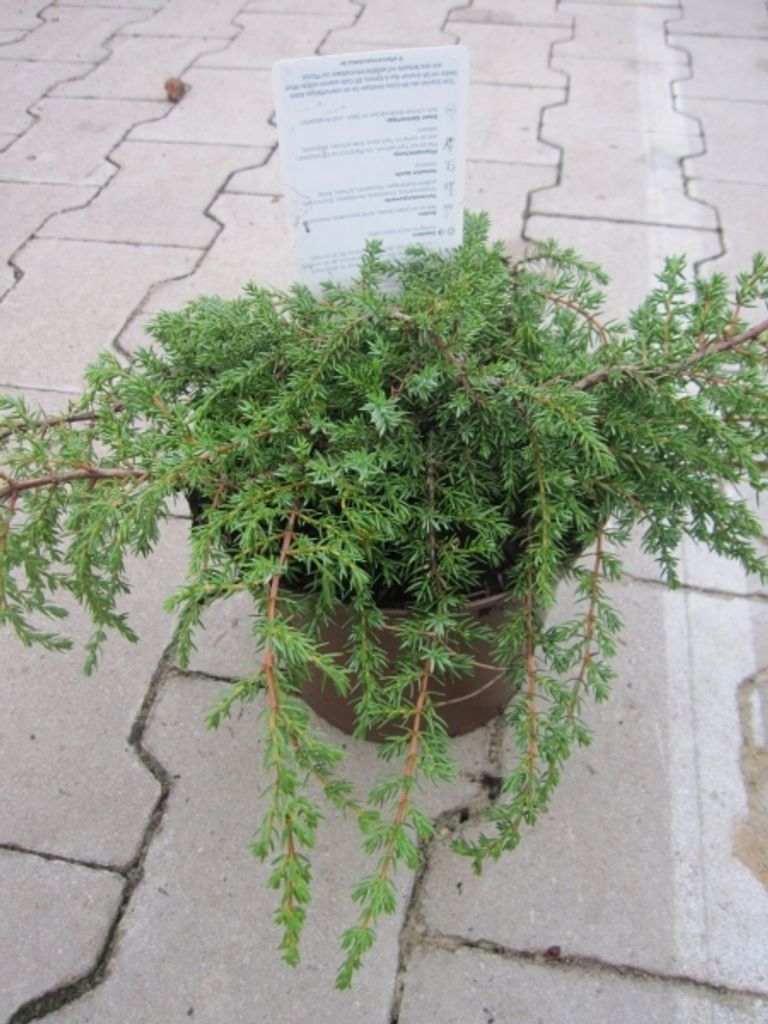 Juniperus Communis Hornibrookii - | Kaufland.de