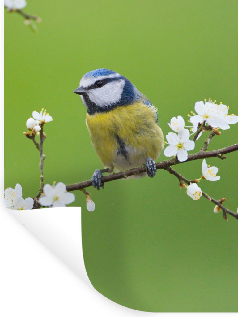 MuchoWow Wandtattoo Wandsticker Wandaufkleber Blaumeise - Zweig - Blumen - Blühende Zweige - Vogel 90x120 cm Selbstklebend und Repositionierbar ...