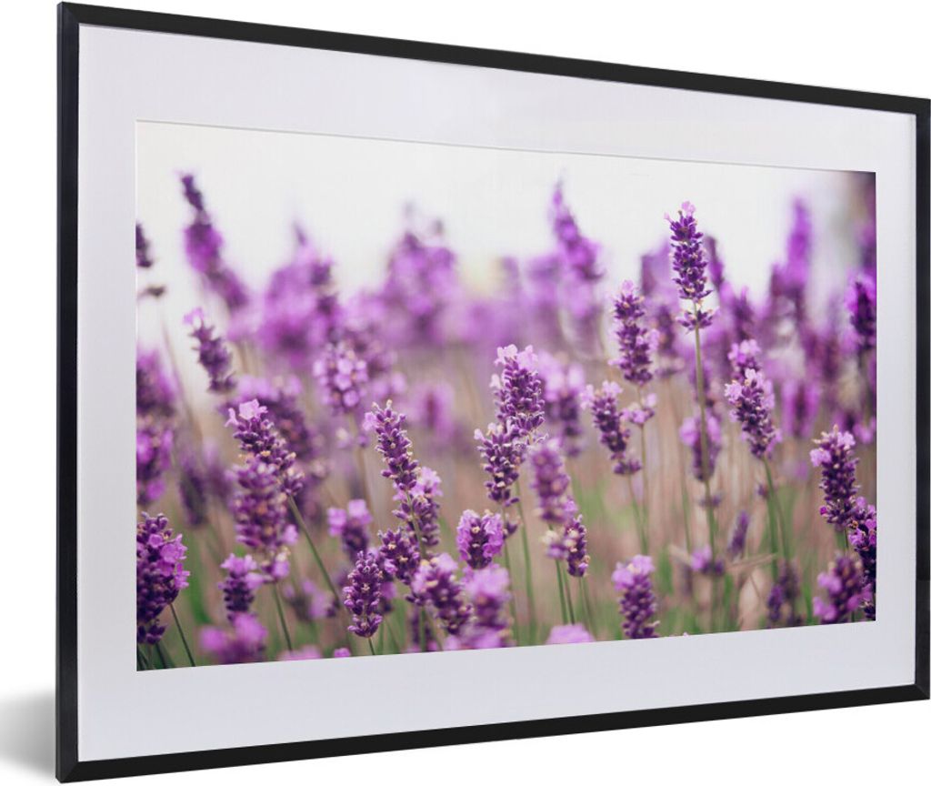 MuchoWow MuchoWow Gerahmtes Poster Nahaufnahme eines sonnenbeschienenen Lavendelfeldes 60x40 cm - Poster mit zchwarzem Bilderrahmen - Schlafzim...