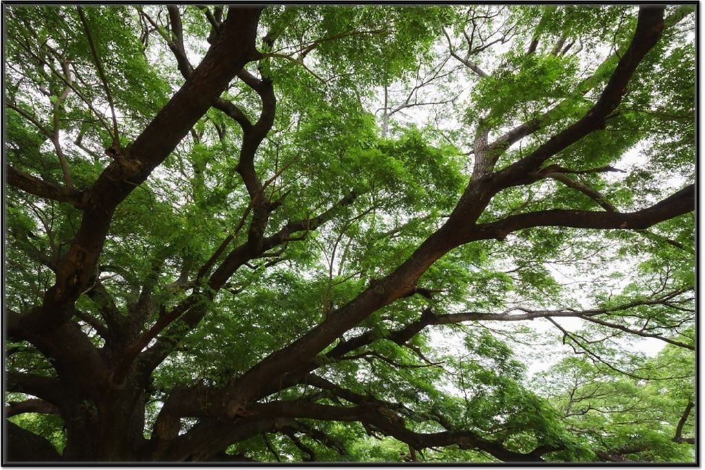 Wallario Wandbild Gigantischer Regenbaum von unten, Größe: 61 x 91,50 cm, Poster mit schwarzem Aluminiumrahmen