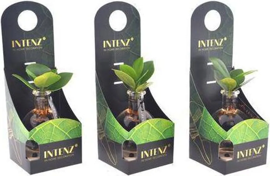 Plante hydroponique Clusia lumineuse avec LED et pot en verre