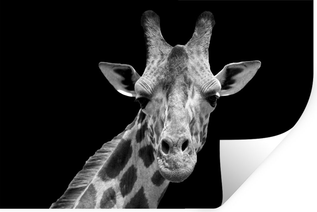 MuchoWow Wandtattoo Wandsticker Wandaufkleber Giraffe - Wildtiere - Schwarz - Weiß - Porträt 30x20 cm Selbstklebend und Repositionierbar - Wier...