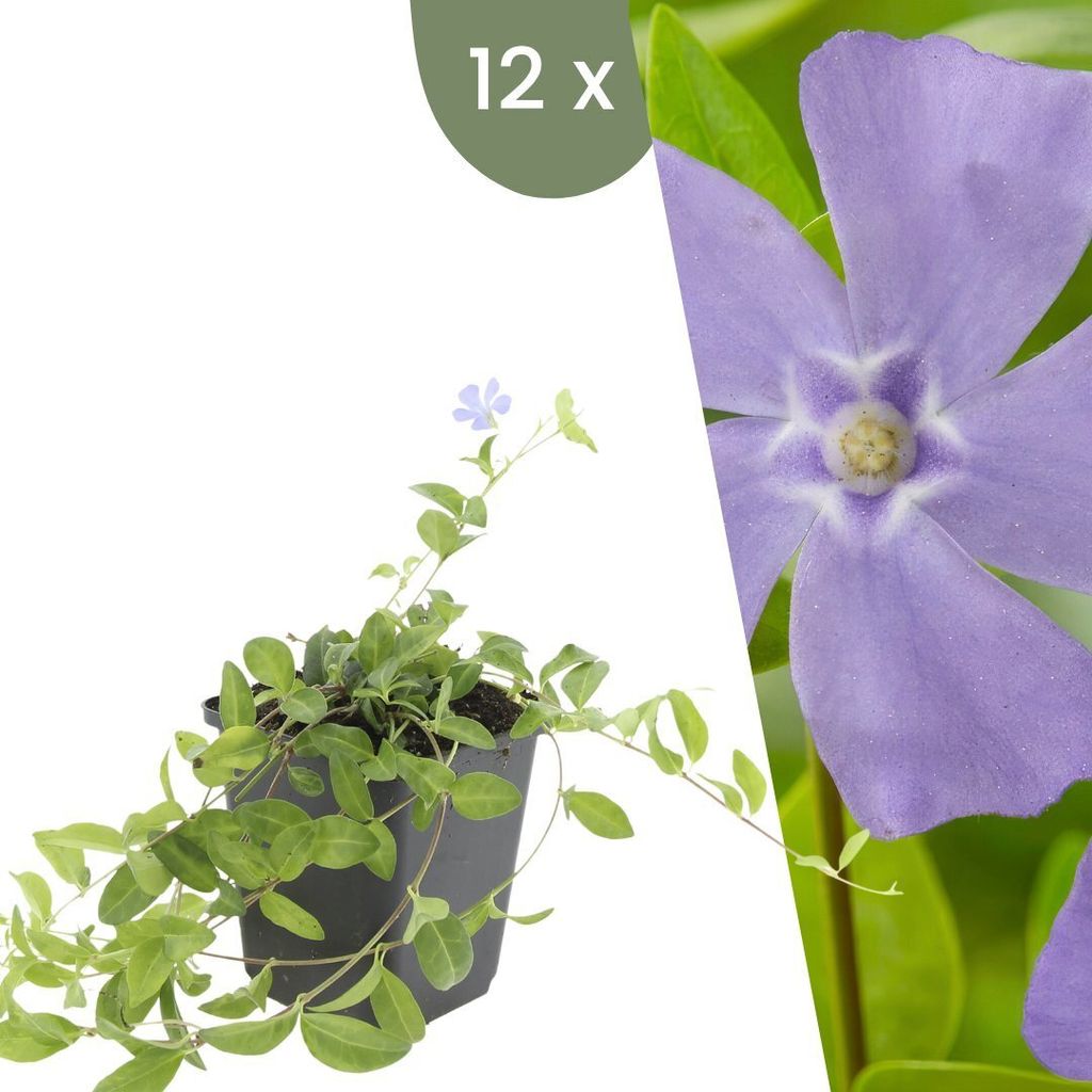 Plants by Frank | 12 Plantes de pervenche | Vinca minor | Image du produit 