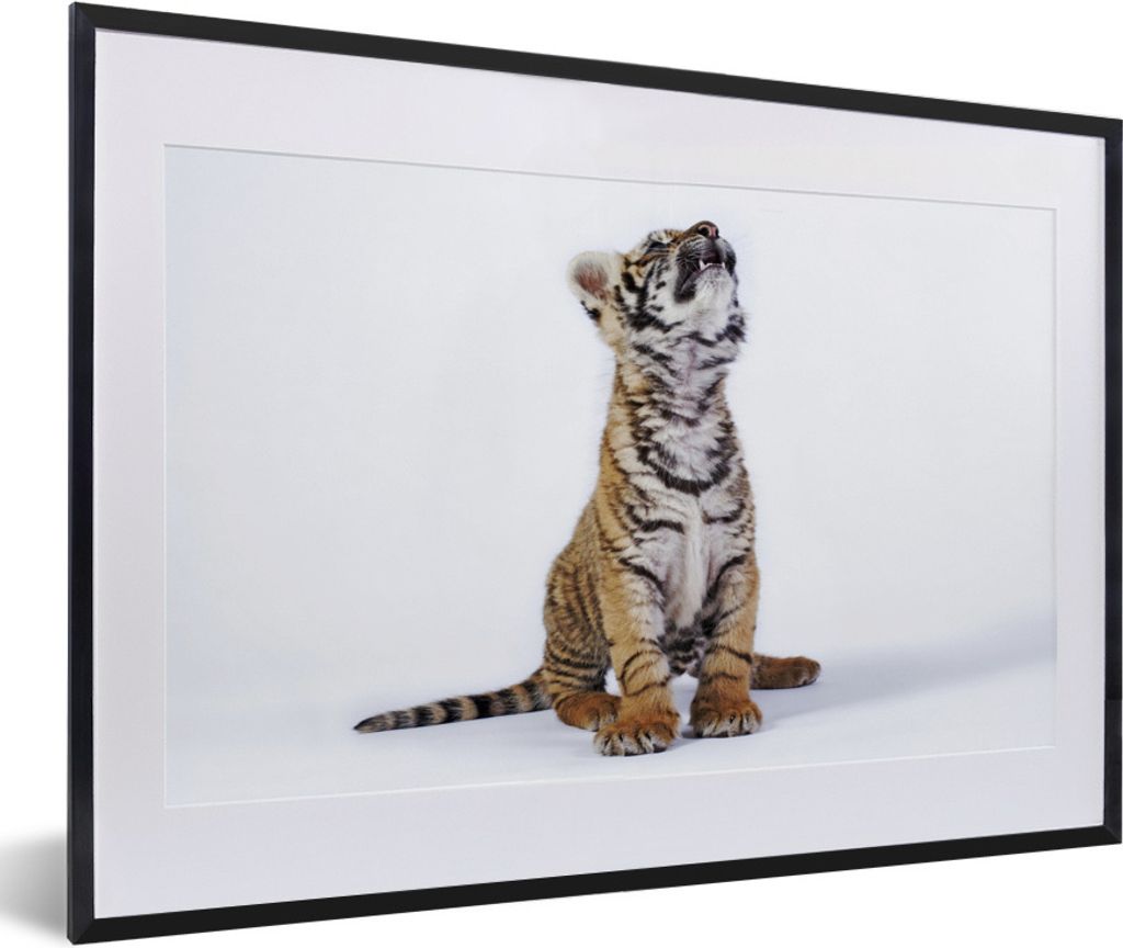 MuchoWow Gerahmtes Poster Tiger - Jungtier - Weiß 60x40 cm - Poster mit Schwarzem Bilderrahmen Wandposter Rahmen Foto Bilder - Schlafzimmer - Pl...