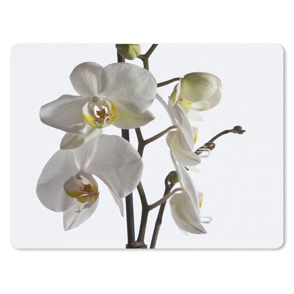 MuchoWow Mauspad Mousepad Weiße Mottenorchidee 40x30 cm - Mousepads - Maus Mat - Pad - Mausunterlage - Anti Rutsch