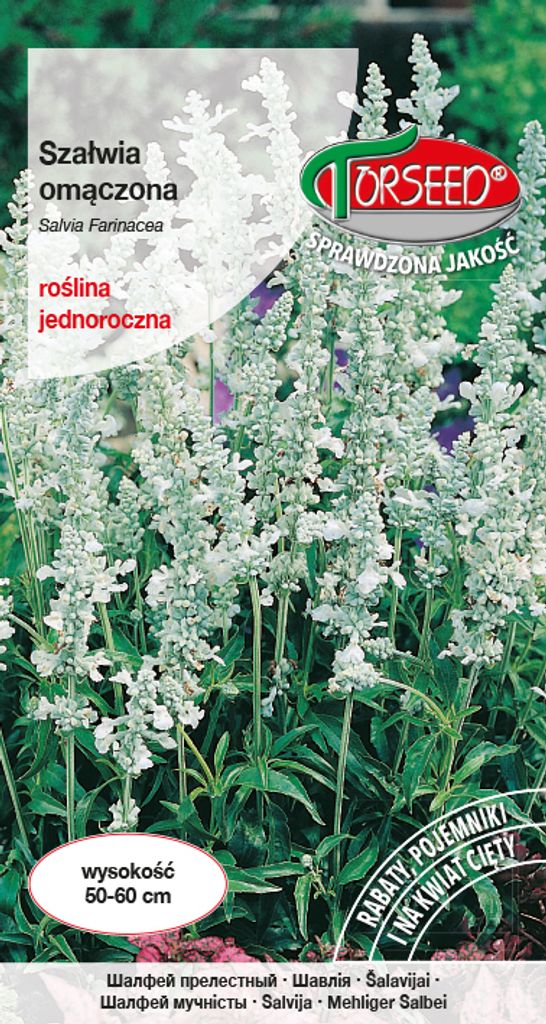 Nasiona białej szałwii 0,5g - Torseed Zdjęcie produktu 