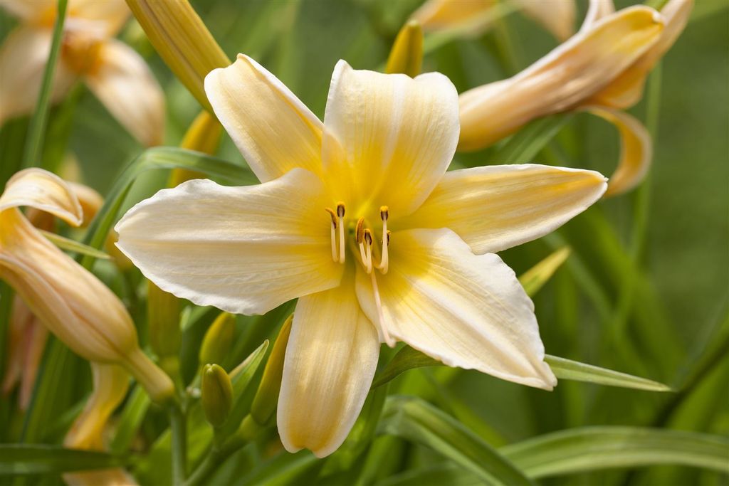 Hemerocallis x cult. 'Frances Fay', Taglilie, rosa, ca. 11x11 cm Topf