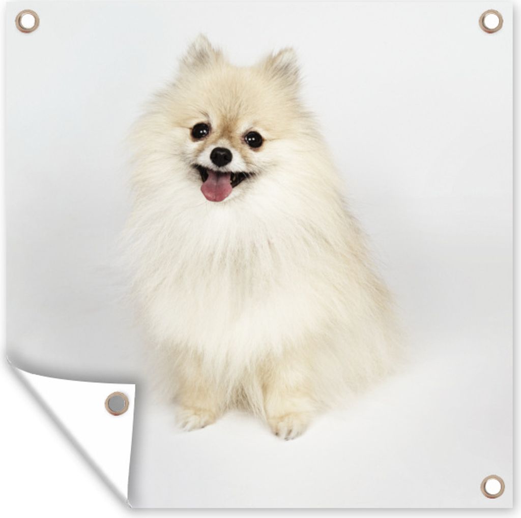 MuchoWow 100x100 cm Outdoor-Poster Gartendeko Sichtschutz Garten Poster für den Garten Glücklicher Pomeranian