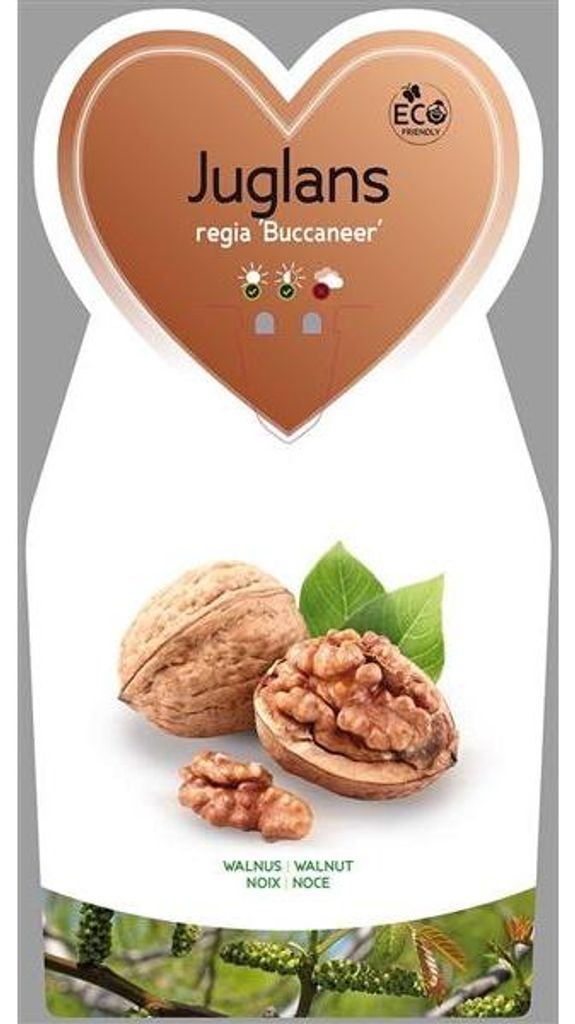 Juglans regia Buccaneer Greffage env. 120 cm - Noyer - Image du produit 