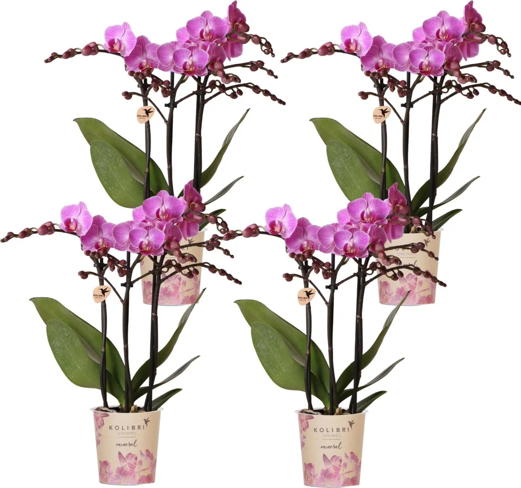 Phalaenopsis Orchideen Wien Set 4 Orchidées Multi-fleurs Rose Violet