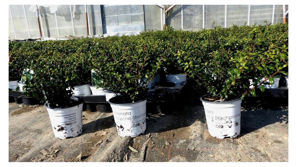10 Stück Ilex crenata Stokes Heckenpflanze 20 cm winterhart und robust