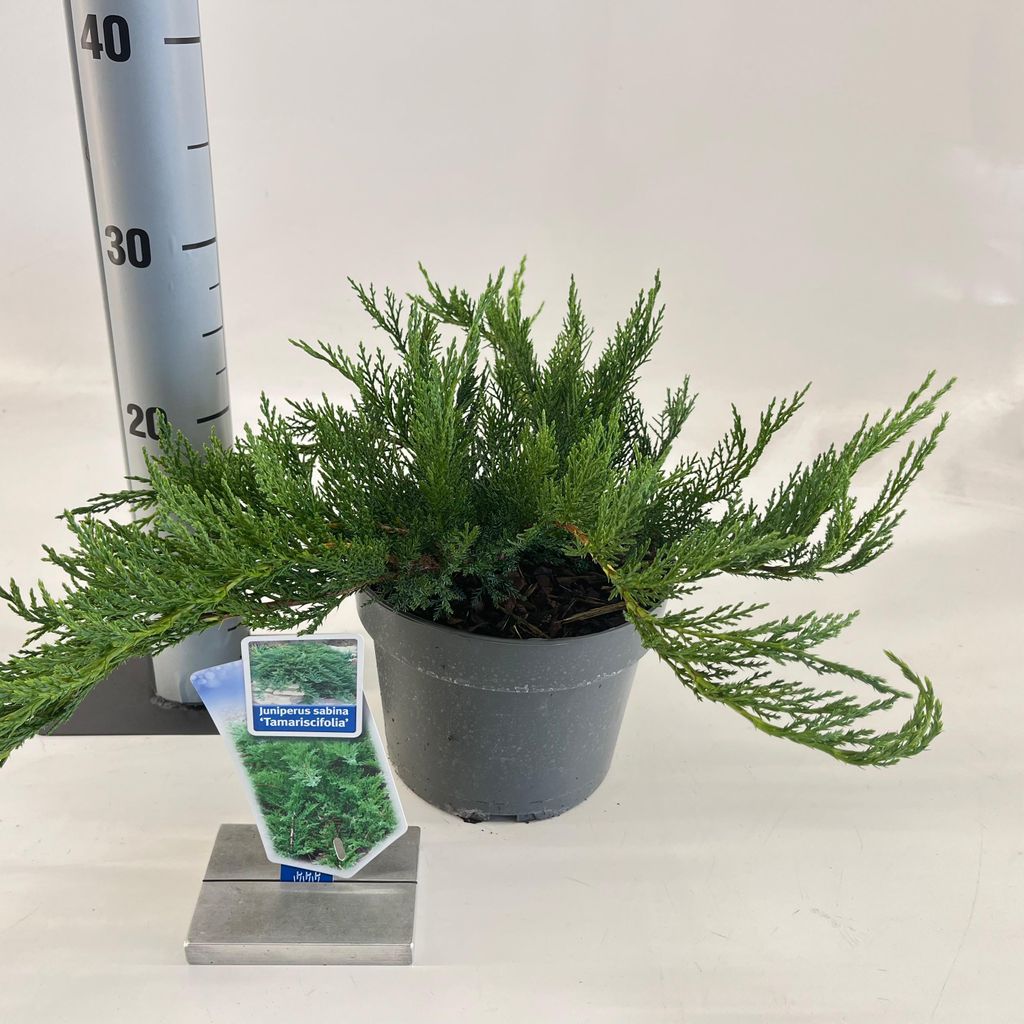 Juniperus sabina ‘Tamariscifolia’ - Sadebaum-Wacholder | 20-25 cm im topf
