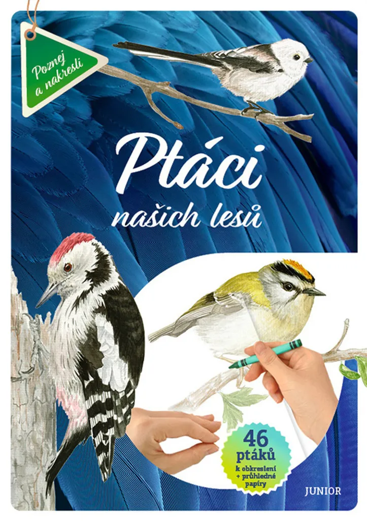 Ptáci našich lesů : 46 oiseaux des forêts à décalquer avec papier calque