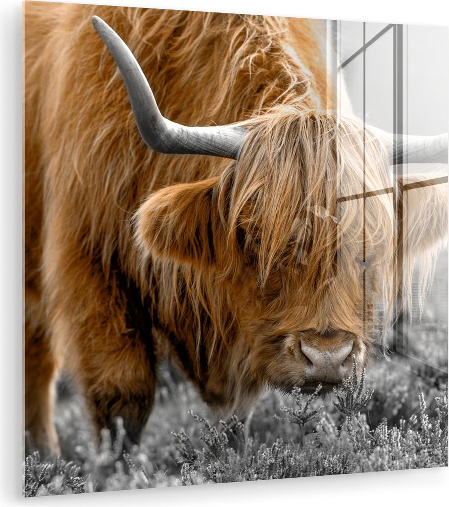 MuchoWow Glasbilder - Bilder auf Wandbild - Foto auf Glas Schottisches Hochlandrind - Tiere - Braun - Kuh - Schwarz - Weiß - Natur 50x50 cm Wandde...