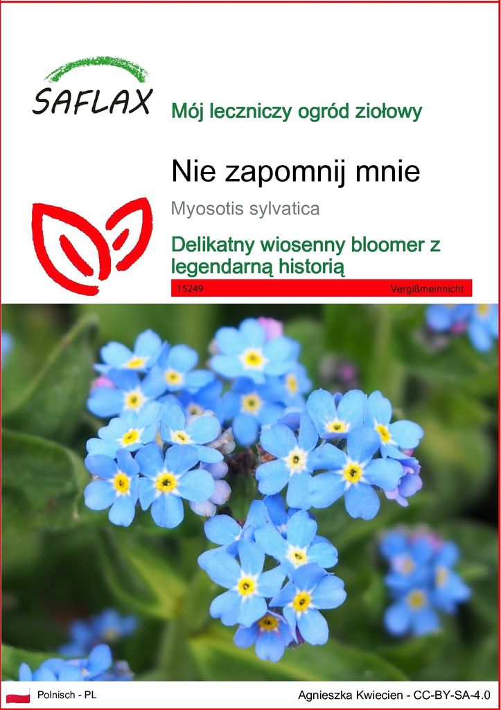 SAFLAX - Nie zapomnij mnie - 150 Nasiona - Myosotis Zdjęcie produktu 