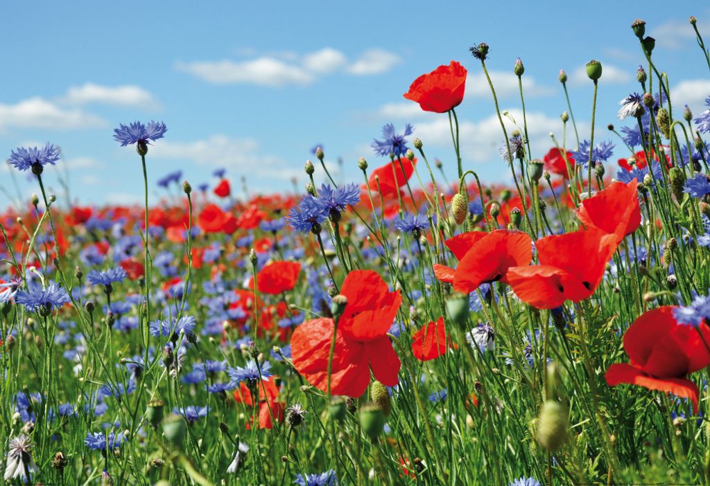 Blumen Kunstdruck Bild - Wildblumen-Wiese Mit Mohn- Und Kornblumen (60 x 80 cm)