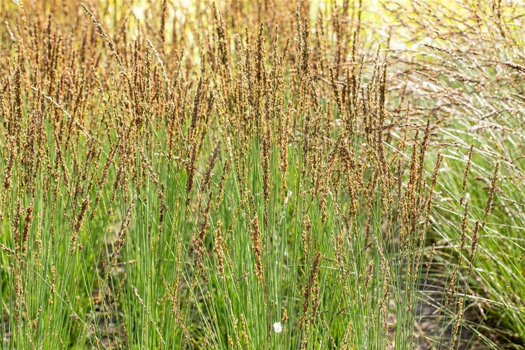 Kleines GartenPfeifengras 'Moorhexe' Molinia Kaufland.de