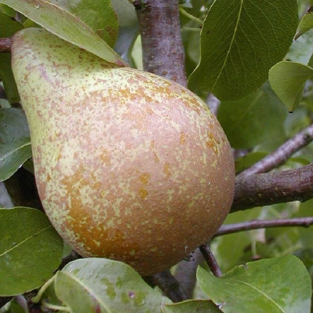 Köstliche von Charneux Birne Birnenbaum kleinbleibend Produktbild 