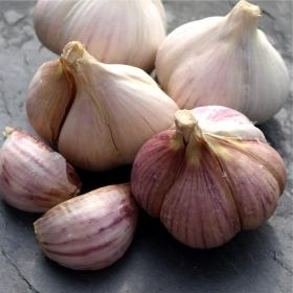 Pflanzknoblauch lila 3 Knollen