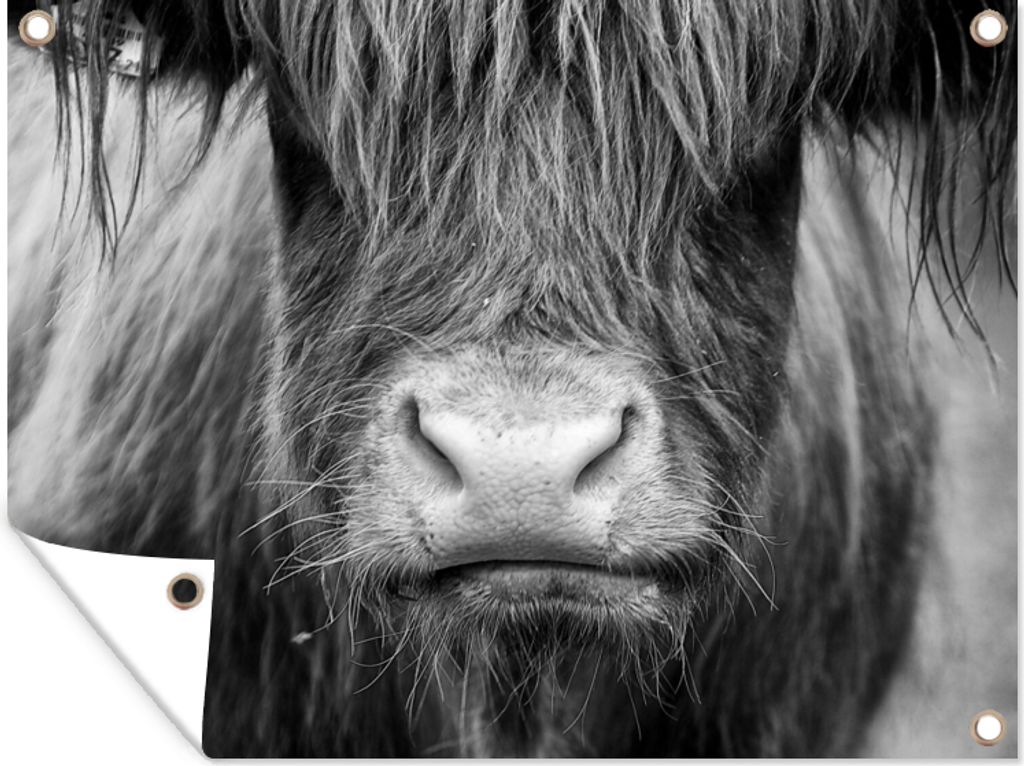 MuchoWow 80x60 cm Outdoor-Poster Gartendeko Sichtschutz Garten Poster für den Garten Schottischer Highlander - Kuh - Schwarz - Weiß - Tiere