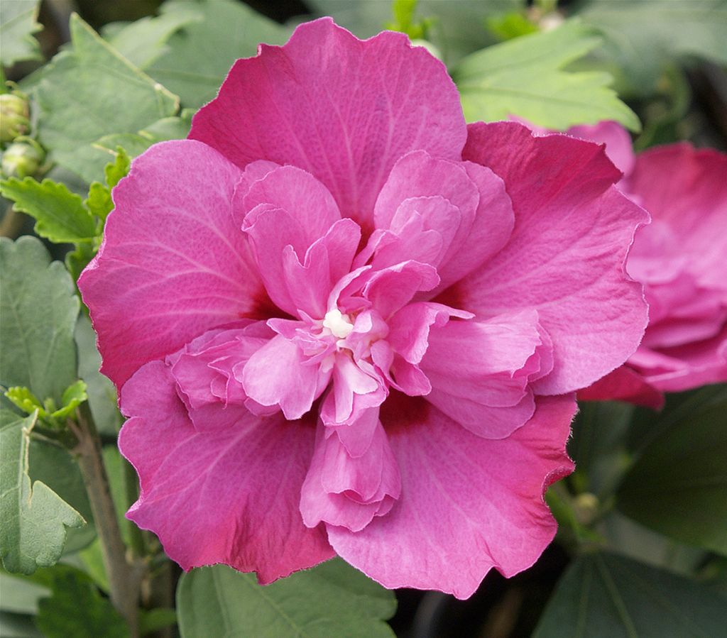 Dehner Hibiskus Purple Ruffles , große gefüllte lila Blüten, ca. 40-60 cm, 3 l Topf, Zierstrauch