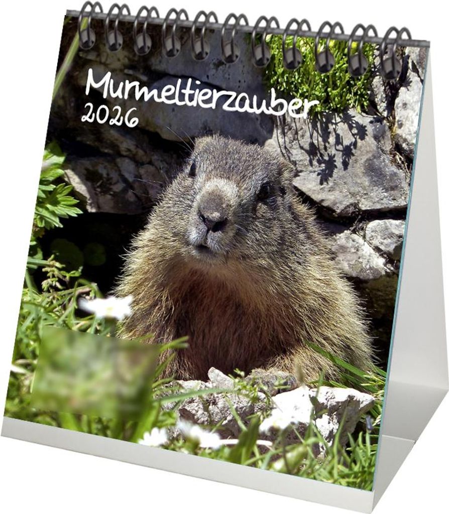 Murmeltierzauber Tischkalender 10cm x 10cm für 2026 Murmeltier - Geschenkset Inhalt: 1x Kalender 1x Weihnachtsanhänger 1x Grußanhänger (gesamt ...