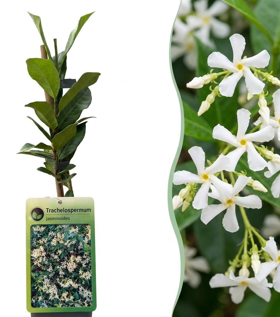 Green boutiQ - Toscaanse jasmijn - Trachelospermum Image du produit  Image générée par une IA